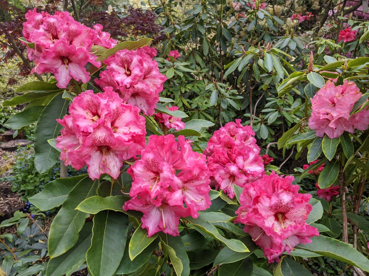 Unnamed hybrid seedling